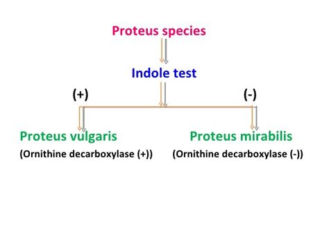 Proteus Vulgaris Identification