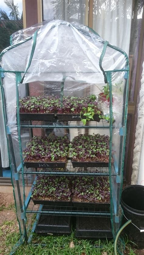 Marty's Garden Mini Greenhouse For Microgreens. Learn how to Grow Fresh ...