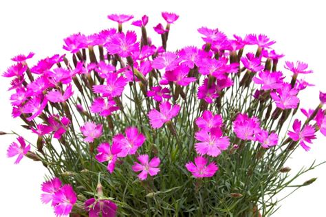 Drought Tolerant Plants For Hot, Dry Summers