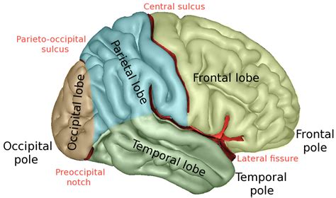 Lobes of the brain - Wikipedia