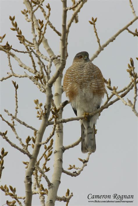 Red Cliffs Desert Reserve » Sharp-shinned Hawk (Accipiter striatus)