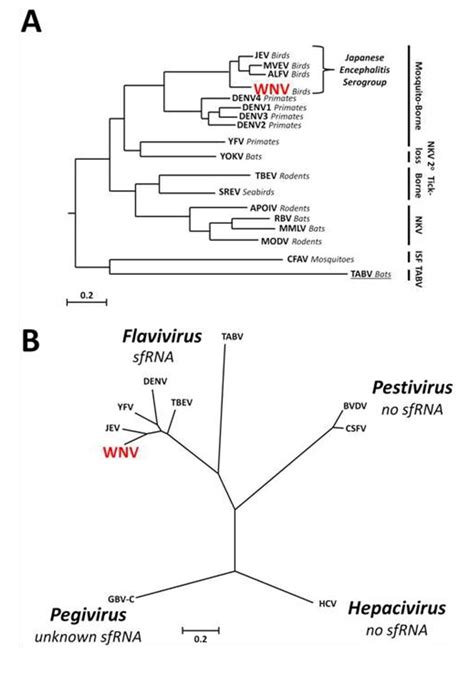 Vaccines for Virus from Flaviviridae Family - Creative Biolabs