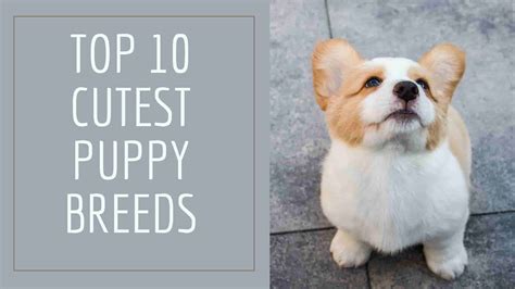 Top Ten Cutest Dog Breeds - Photos All Recommendation