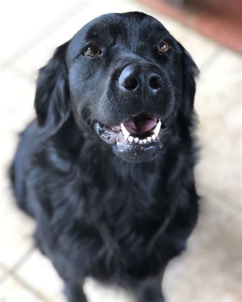 Shaved lab golden retriever mix – Telegraph