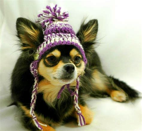 Dogs Who Are NOT Amused with Their New Hats