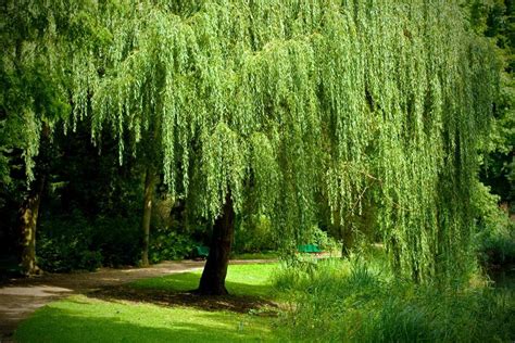 How to Grow and Care for a Weeping Willow Tree