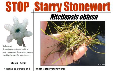 Help Stop Starry Stonewort - MiCorps