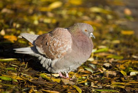 Brown pigeon stock photo. Image of beauty, nature, cute - 7105204