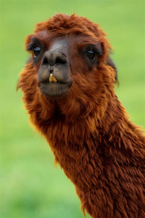 Funny Llama Free Stock Photo - Public Domain Pictures