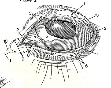 Eye anatomy Diagram | Quizlet