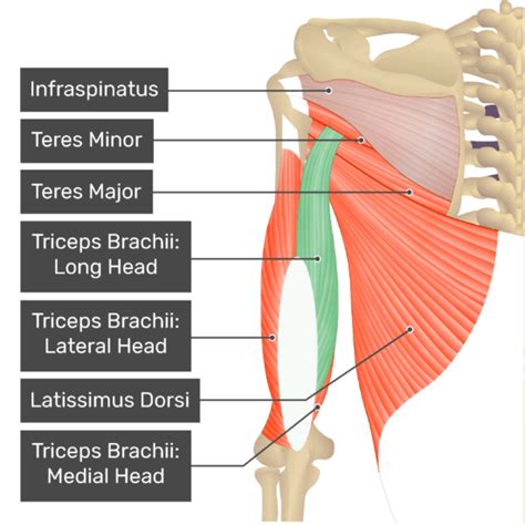 Triceps brachii muscle: heads, anatomy and diagrams | GetBodySmart