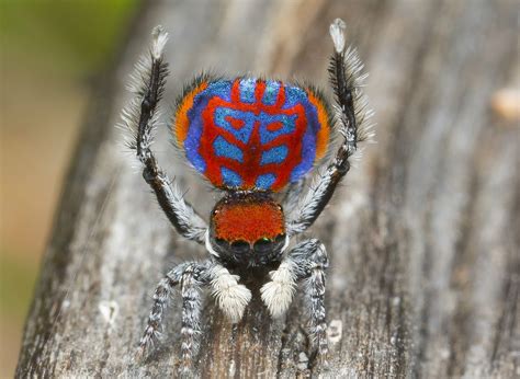 Tiny Dancers: Meet 7 New Peacock Spider Species | Live Science