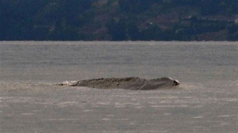 3 New Sightings Of Canada's Ogopogo Lake Monster in Past Month | Gaia