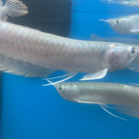 Silver arowana 6" for sale | Exotic Fish Shop | 774-400-4598