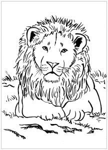 Lion Coloring pages for kids (Free PDF printables)