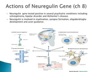 Genes In Psychiatry | PPT