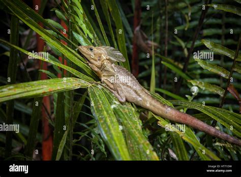 Green basilisk lizard run on water hi-res stock photography and images ...