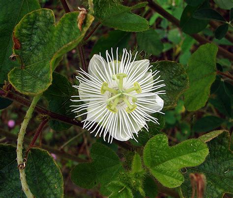 Passiflora foetida | Edible fruit and widely naturalized fro… | Flickr