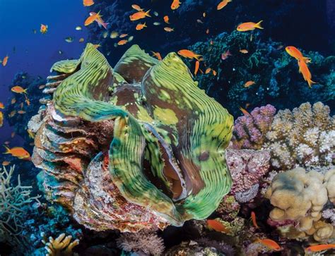 Multitalented giant clams keep corals reefs healthy | New Scientist