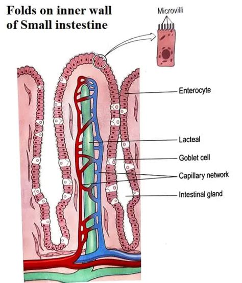 Microvilli Structure, Function, Location and Significance