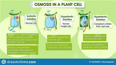 Diagram Of Osmosis In Plants