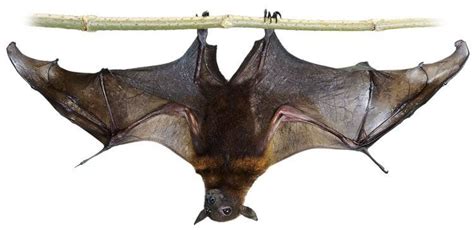 Megabat ~ Detailed Information | Photos | Videos