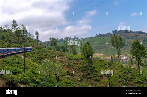 Nuwara Eliya tea fields of Sri Lanka Stock Photo - Alamy