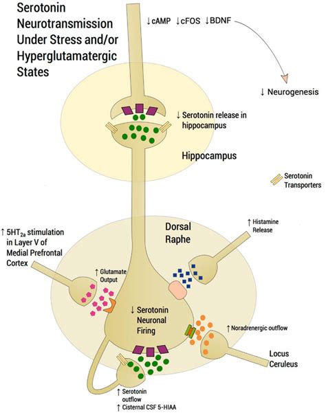 Scheme depicting the functioning of a dorsal raphe nucleus (DRN ...