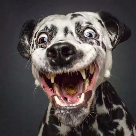 Hilarious Portraits of Dogs Catching Treats | Funny animal faces, Funny dog faces, Dog expressions