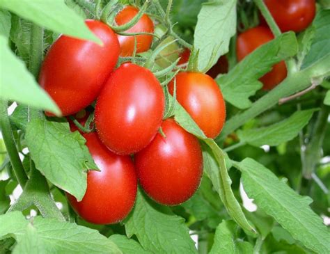 hydroponic tomatoes | Hydroponic tomatoes, Hydroponics, Hydroponic growing