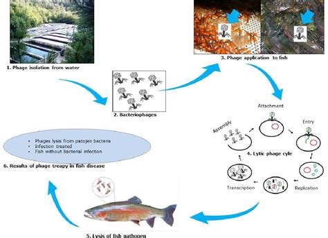 Figure 2 from Bacteriophage applications in aquaculture | Semantic Scholar