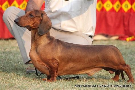 38 best STANDARD DACHSHUND images on Pinterest | Dachshunds, Dachshund dog and Doggies