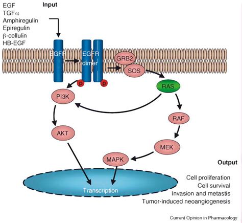 BRAF Mutation and Its Importance in Colorectal Cancer | IntechOpen