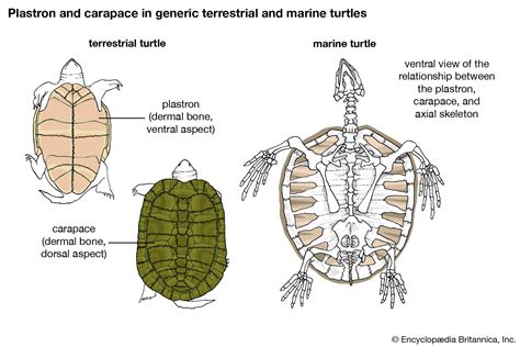 Turtle Internal Anatomy - Anatomical Charts & Posters