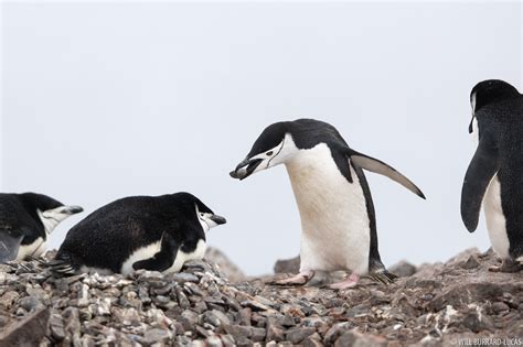 Chinstrap with Rock | Will Burrard-Lucas