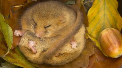 Hazel dormouse | The Wildlife Trusts