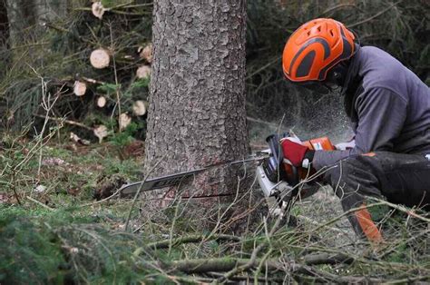 How to Cut Down a Tree Safely