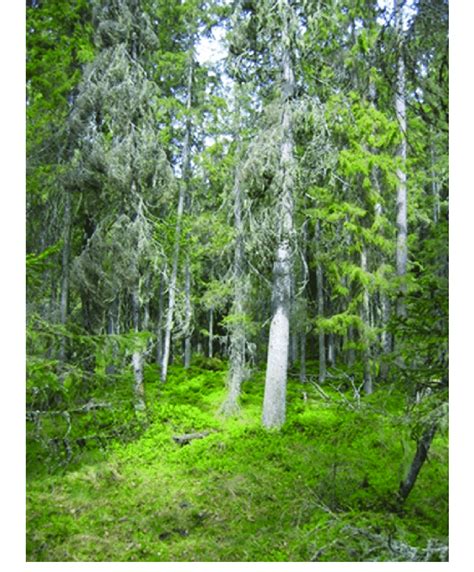 Image of Vesijako small forest hollow, Finland. | Download Scientific ...