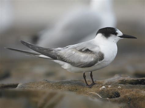 Common Tern - eBird