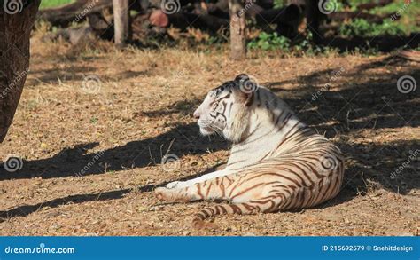 Close Up Shot of Bengal Tiger Under Tree Stock Image - Image of close ...