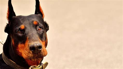 ¿Es necesario cortar las orejas de un Doberman?