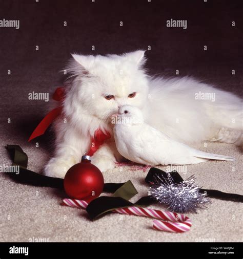 White cat with a white Christmas Stock Photo - Alamy