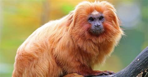 Golden Lion Tamarin Animal Pictures | A-Z Animals