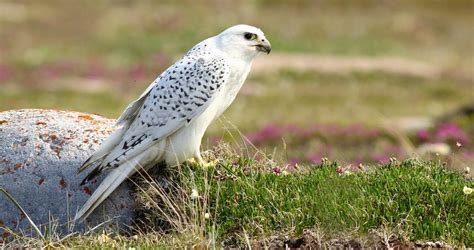 Gyrfalcon Identification, All About Birds, Cornell Lab of Ornithology