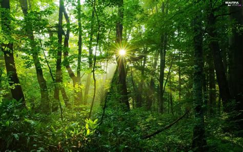 rays of the Sun, Green, forest - Beautiful views wallpapers: 1920x1200