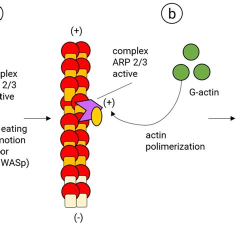 Actin-binding proteins that regulate the assembly and disassembly of... | Download Scientific ...