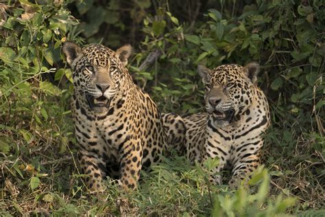 Brazil Wildlife Photography Tours - Jaguar Photography Holidays