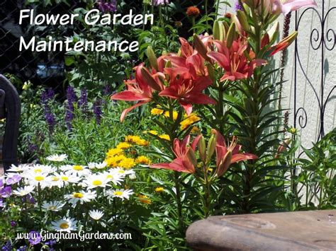 Flower Garden Maintenance Tips - Gingham Gardens