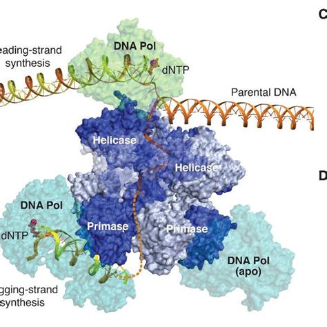 Structure of the leading-strand gp4-gp5 complex. (A) The DNA fork... | Download Scientific Diagram