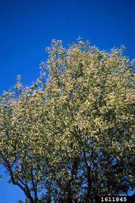 black cherry (Prunus serotina)